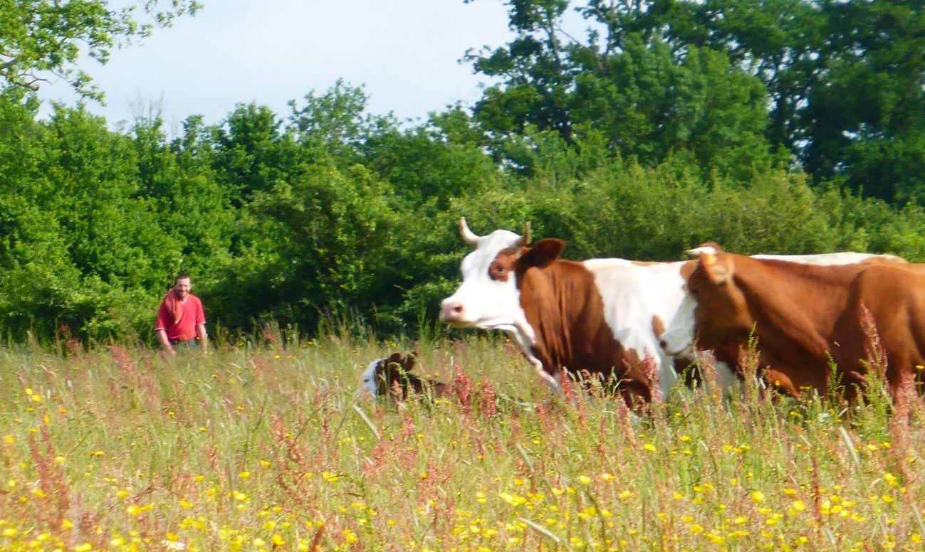 Vaches les Quatre Vents