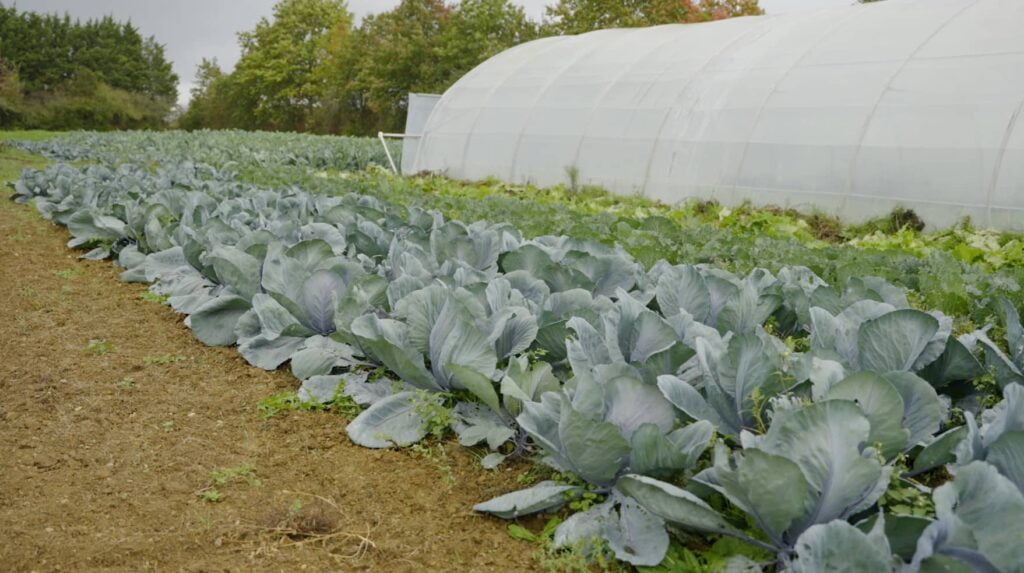 Légumes agriculture biologique Bouaye