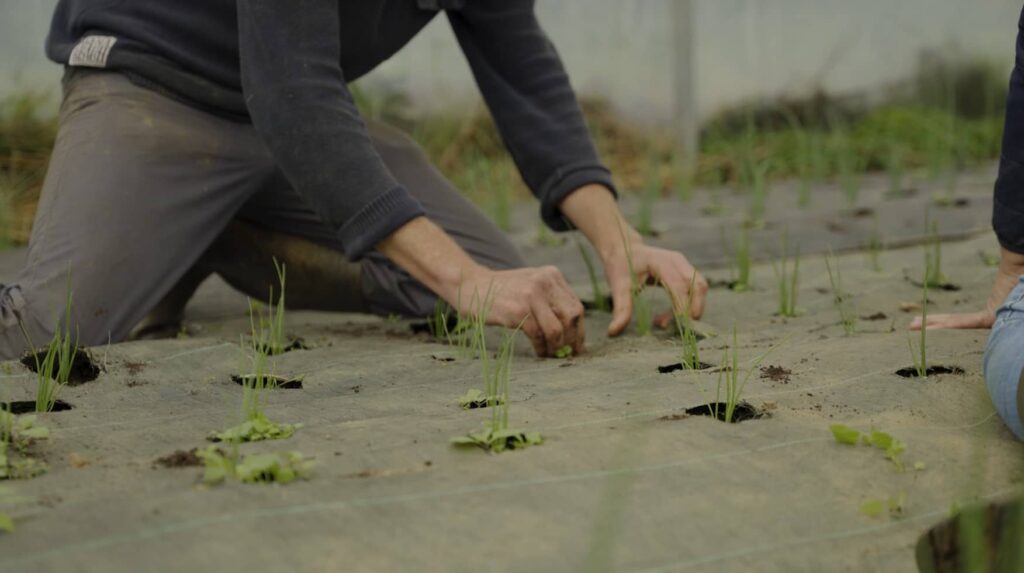 Desharbage à la main sans pesticide