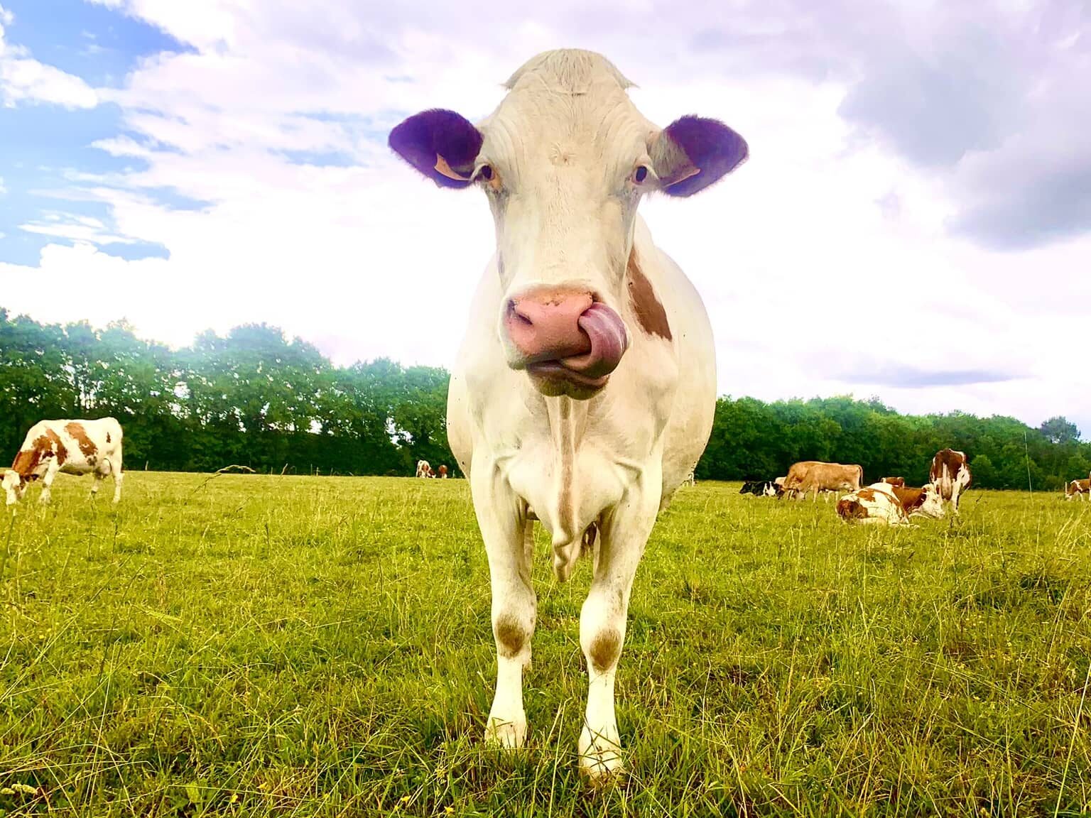 Vache ferme de Redurin