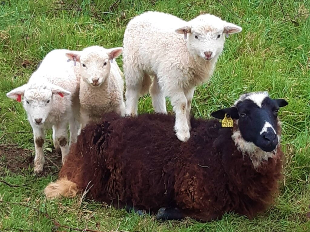 Elevage de brebis allaitantes sur la ferme de la Chauffetière