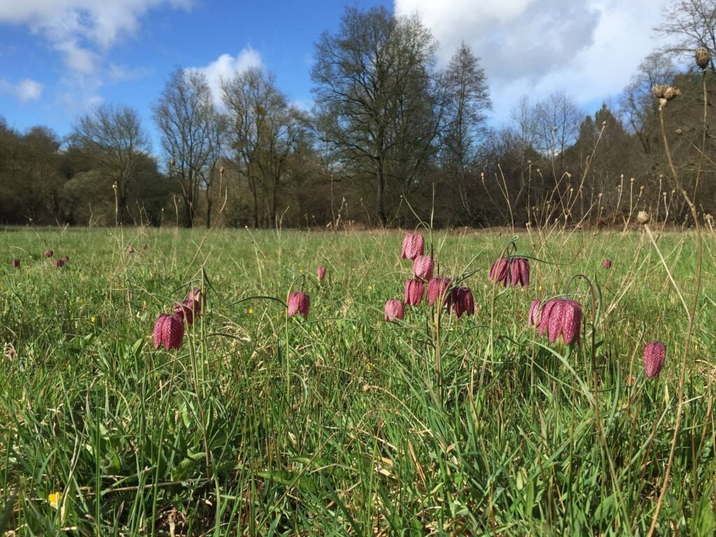 La biodiversité sur la ferme de la Chauffetière