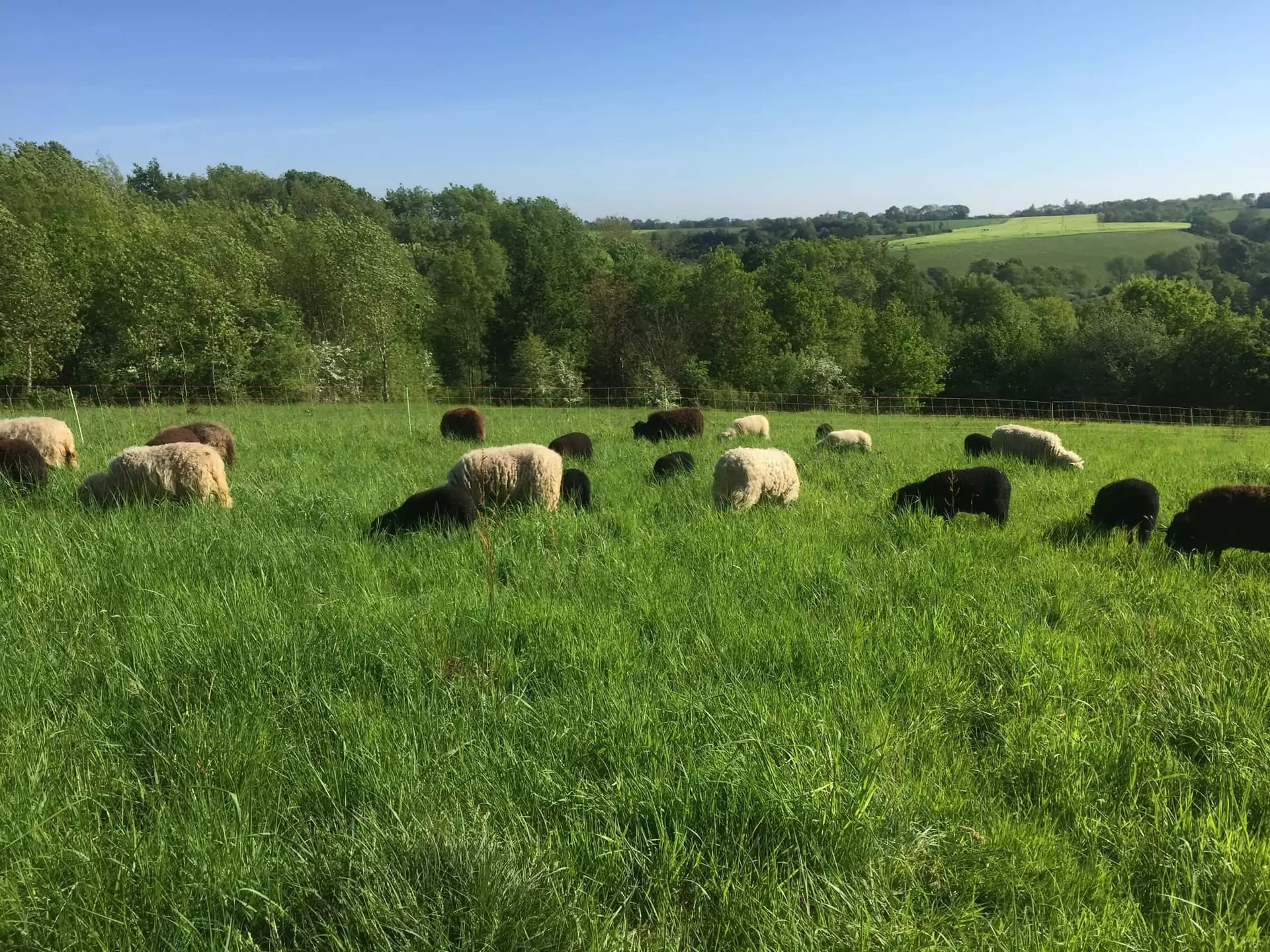 Prairie de la ferme de la Chauffetière à Drain (49)