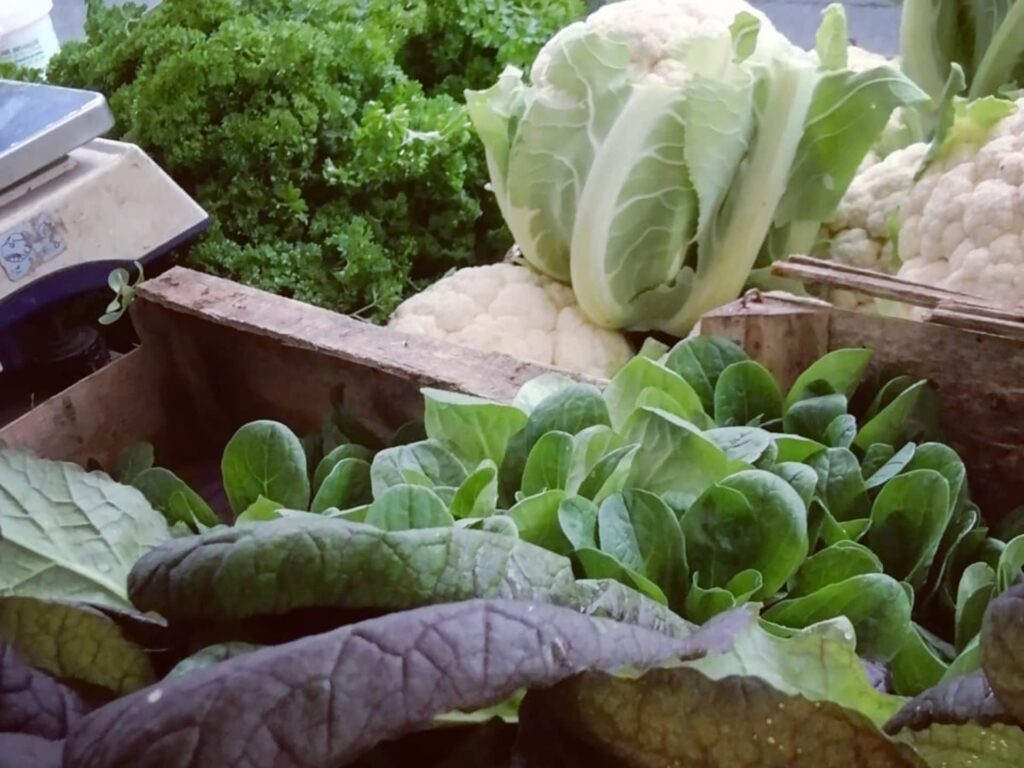 Les légumes bio produits dans la ferme de Port a Fondu Beaufort en Anjou (49)